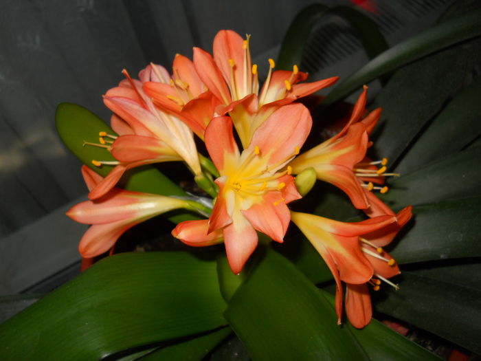 04.08 - Flori apartament