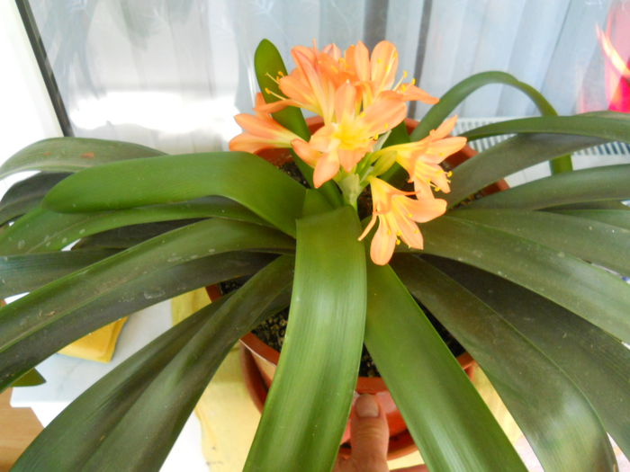 DSCN0164 - Flori apartament