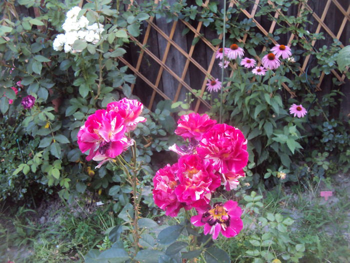DSC02235