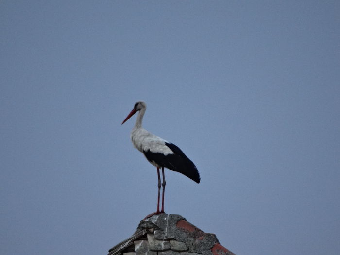 DSC03215 - Valcani-TM