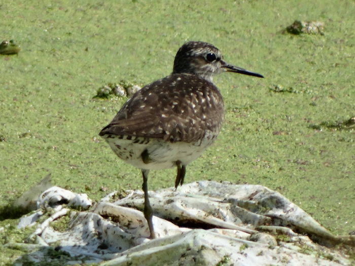 DSC03141 - Valcani-TM