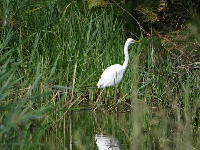DSC03094 - Valcani-TM