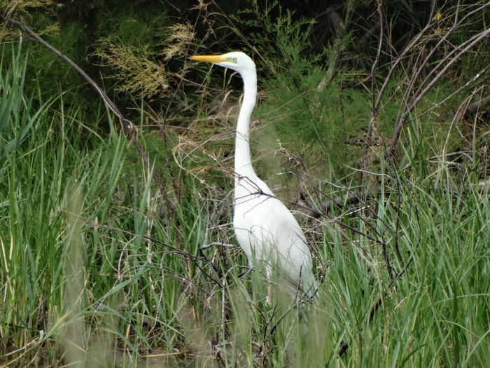 DSC03097 - Valcani-TM
