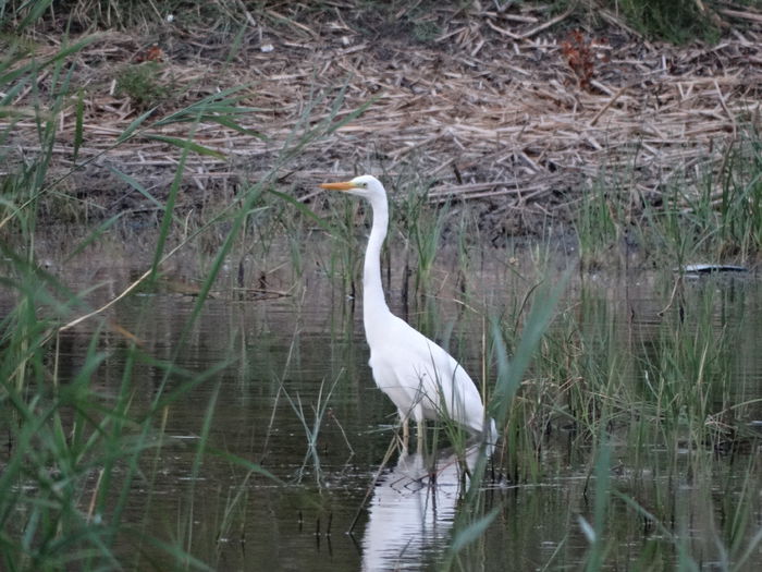 DSC03169 - Valcani-TM
