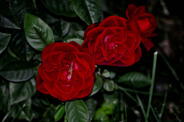 07.2015 - Miniroze
