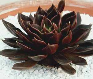 Echeveria_BlackPrince 1leu buc epuizat - seminte diverse 2018