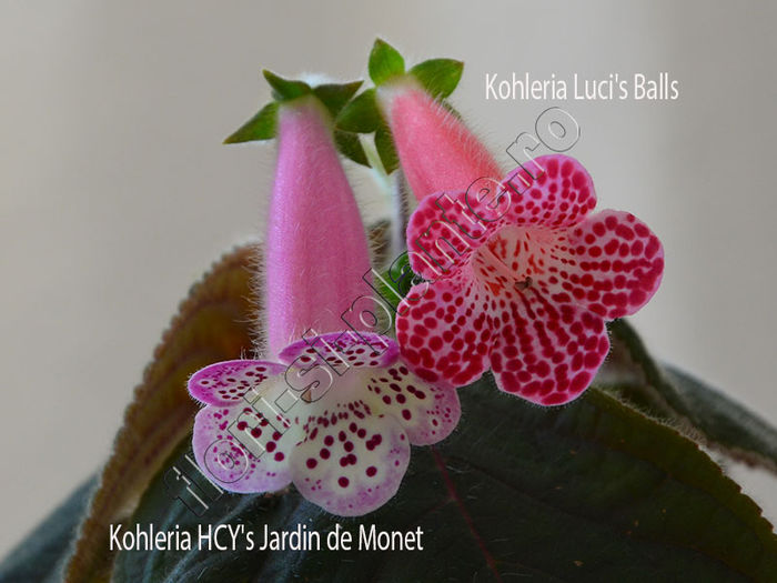 Kohleria Luci's Balls si Jardin de Monet - KOHLERIA IV - Hibrizii mei - My hybrids