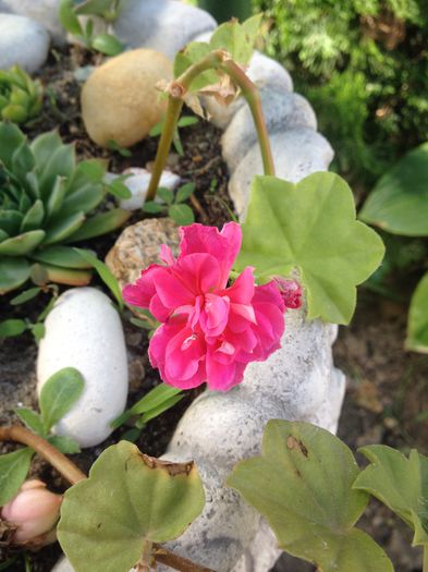 Muscata roz - floricelele mele