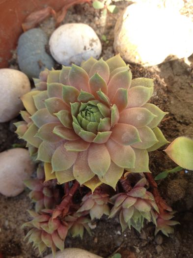 Sempervivum