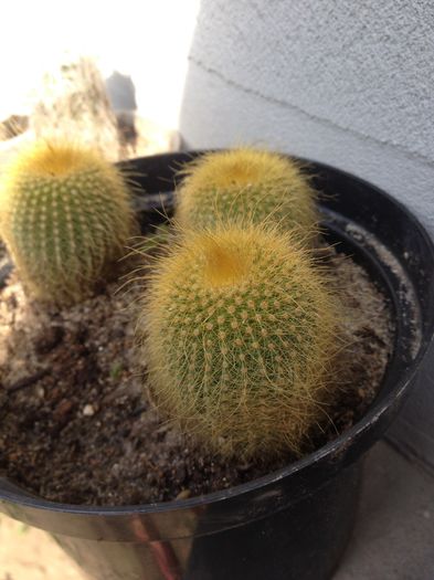 nr.15-notocactus leninghausii