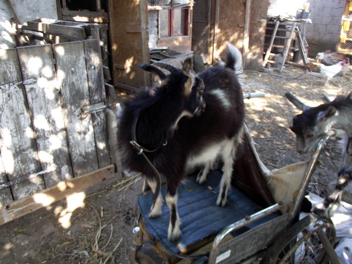 2015-07-09 17.30.01 firuta la 4 luni si 12 zile (1)