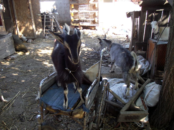 2015-07-09 17.30.01 firuta la 4 luni si 12 zile (2)