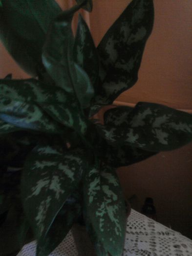 10 - Aglaonema- varietati