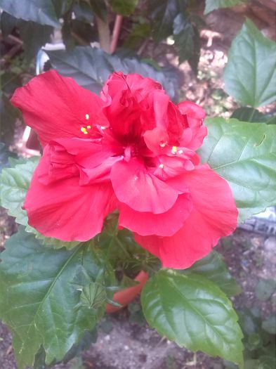 rosu batut - hibiscus