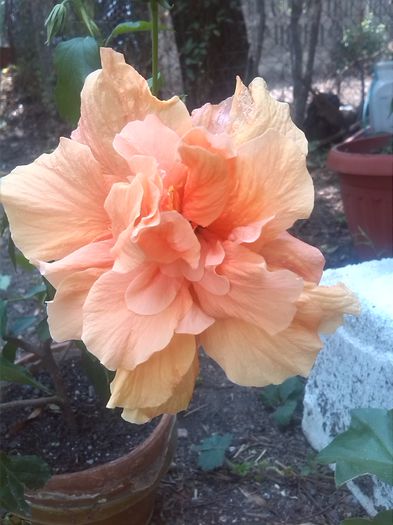 necunoscut - hibiscus