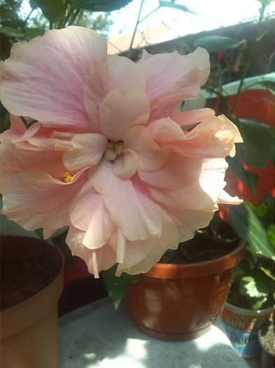 classic pink - hibiscus