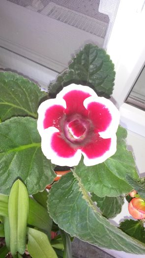 20150805_125935[2] - GLOXINIA