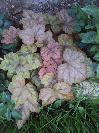 DSC02564 - 2016 Heuchera