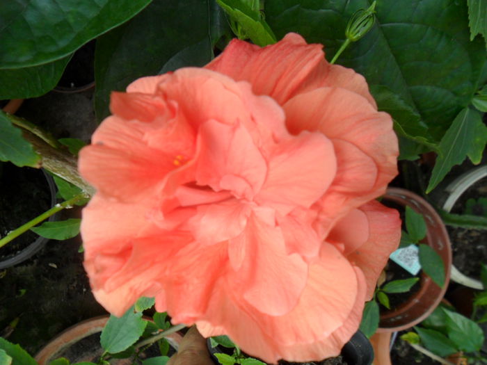 SAM_8284 - hibiscusi 2015-5