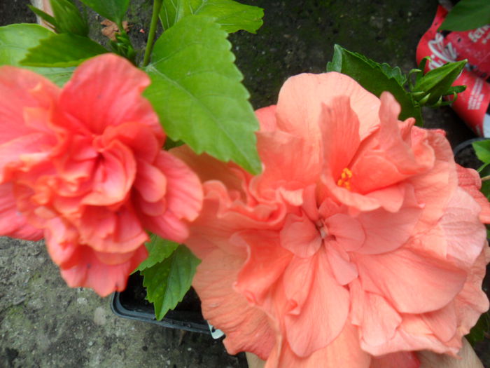 SAM_8285 - hibiscusi 2015-5