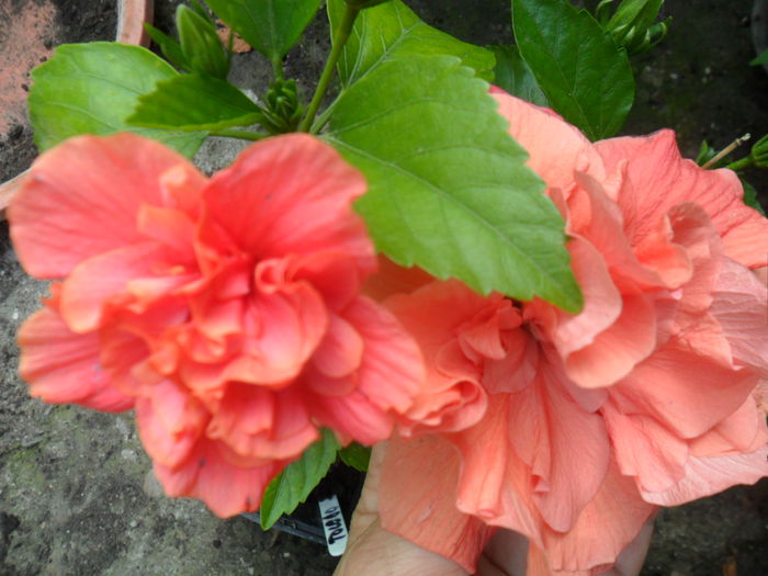 SAM_8286 - hibiscusi 2015-5