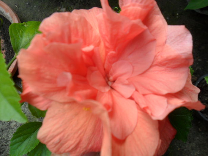 SAM_8287 - hibiscusi 2015-5