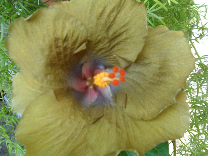 SAM_8289 - hibiscusi 2015-5