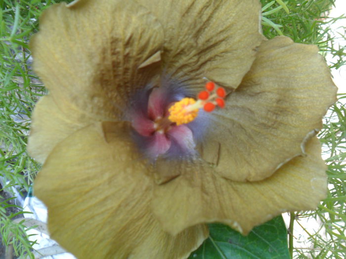 SAM_8290 - hibiscusi 2015-5