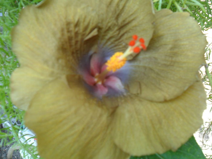 SAM_8296 - hibiscusi 2015-5