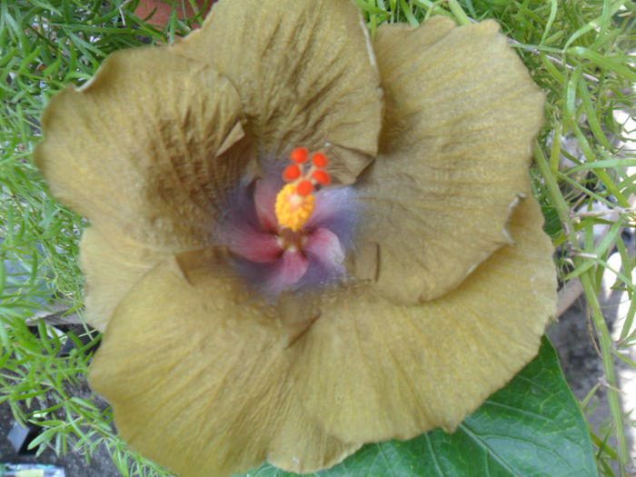 SAM_8299 - hibiscusi 2015-5