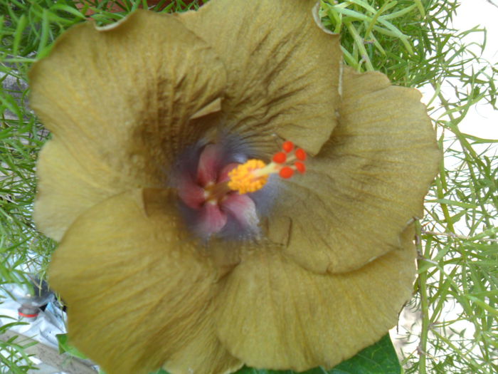 SAM_8300 - hibiscusi 2015-5