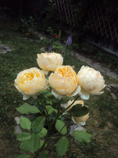 DSC02608 - 1 Trandafiri- sumar