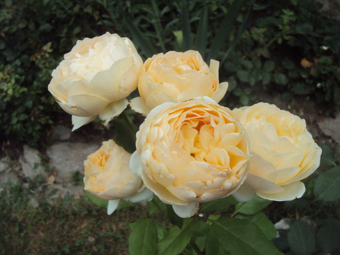 DSC02609 - 1 Trandafiri- sumar