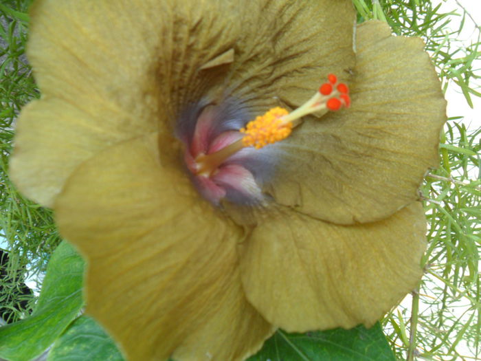 SAM_8304 - wallflower