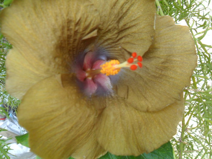 wallflower - 0000-colectia mea de hibiscusi