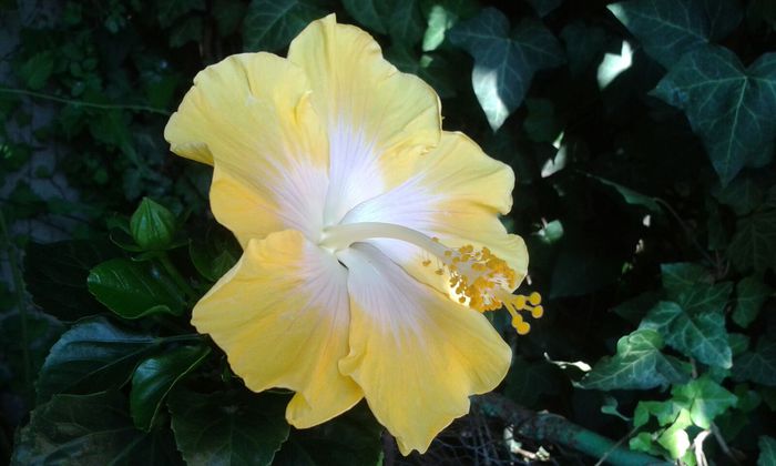 IMG-20150716-WA0031 - HIBISCUS ORIENTAL MOON-pierdut