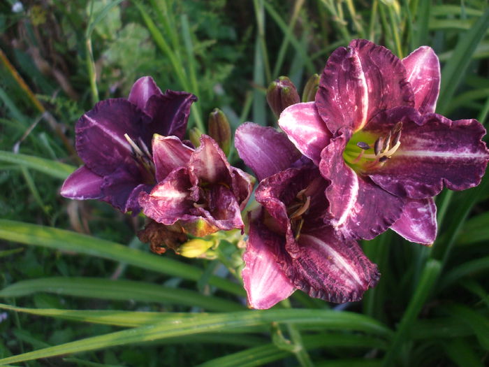 DSCF7831 - Hemerocalisi 2015