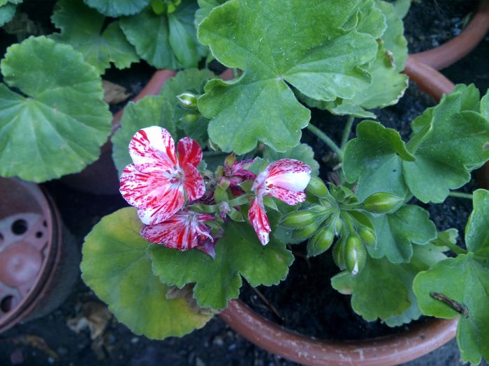 muscata siclam cu alb