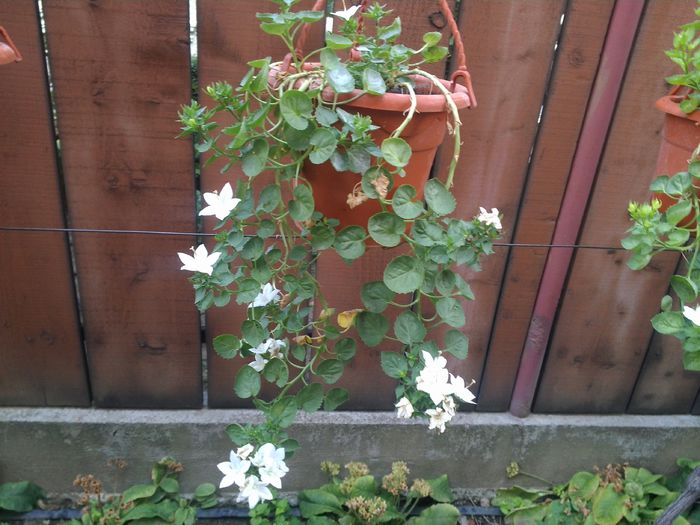 campanula isophyla alba