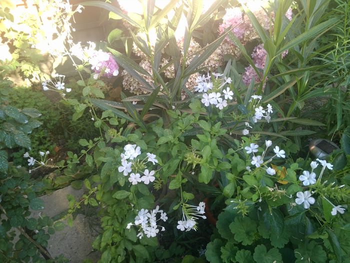plumbago alb - poze 2015