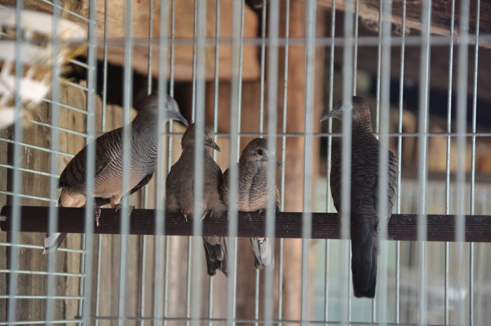 DSC_0056 - TURTURELE ZEBRA - ZEBRA DOVE