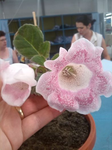 IMG_20150715_141330; Tigrina Pink
