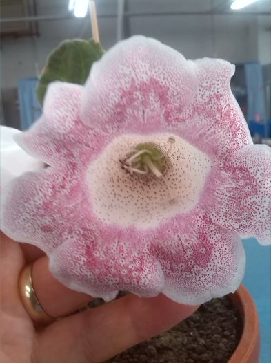 IMG_20150715_141340; Tigrina Pink
