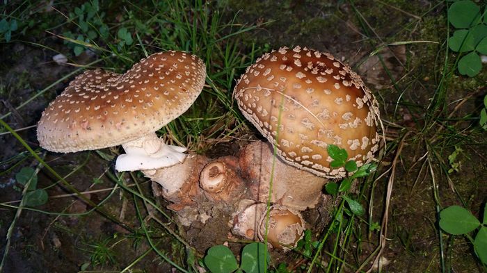 905943_1032025910143180_2146487652231084176_o - Amanita rubescens - cuci