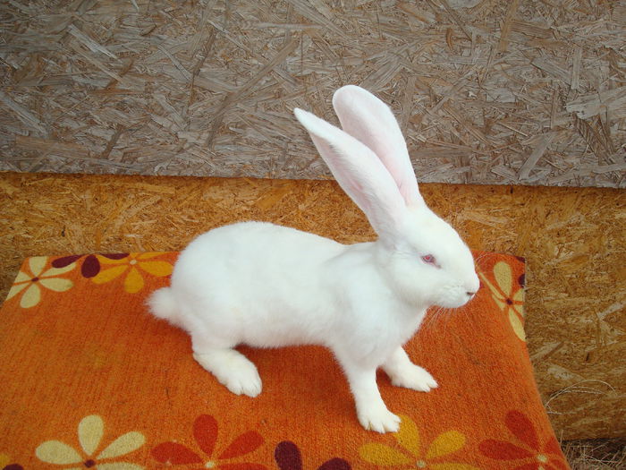 RO23 3511 ( F5 ); Tatal Campion National !!!
