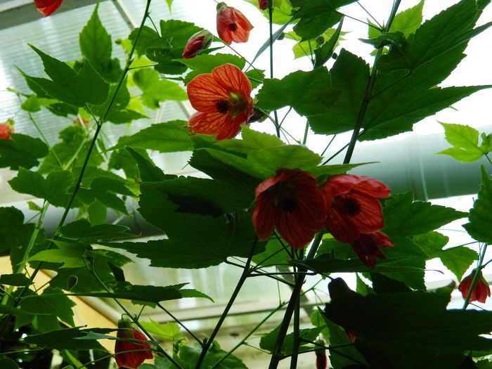 DSCN4023 - 2015_AUGUST