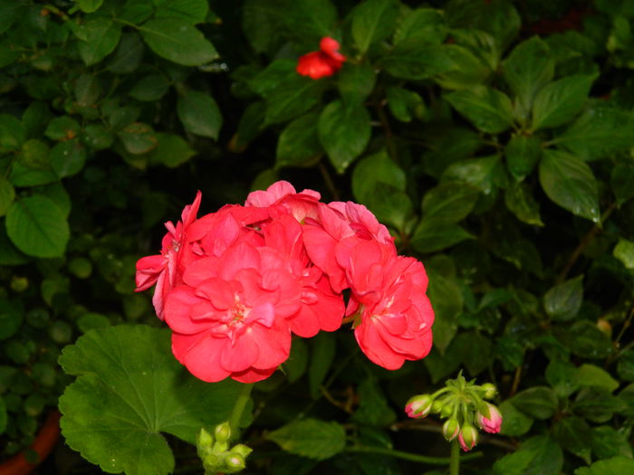 DSCN4025 - 2015_AUGUST