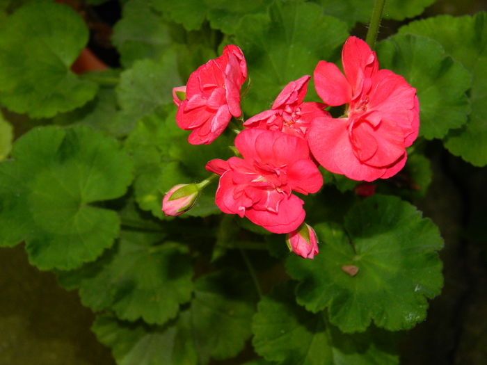 DSCN4027 - 2015_AUGUST