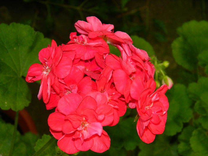 DSCN4029 - 2015_AUGUST