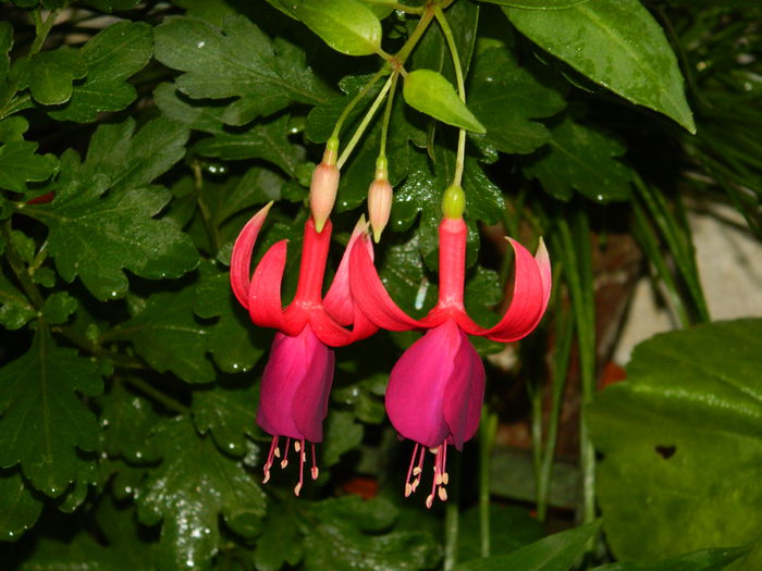 DSCN4030 - 2015_AUGUST